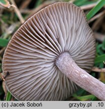 Pseudoclitocybe expallens