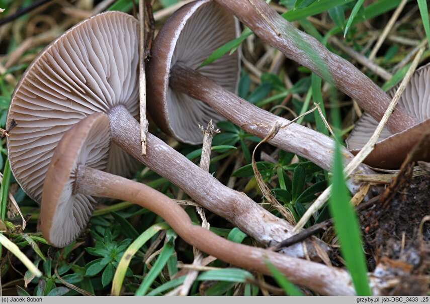 Pseudoclitocybe expallens