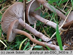 Pseudoclitocybe expallens