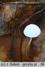 Rhizomarasmius setosus (twardzioszek bukowy)