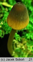 Mycena viridimarginata (grzybówka zielonoostrzowa)