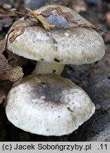 Hygrophorus tephroleucus (wodnicha jesienna)