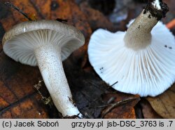 Hygrophorus tephroleucus (wodnicha jesienna)