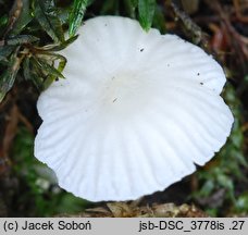 Phloeomana minutula (grzybówka cuchnąca)
