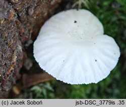 Phloeomana minutula (grzybówka cuchnąca)