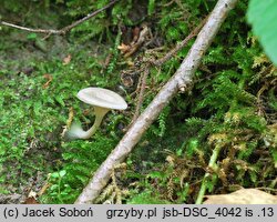 Entoloma undatum (dzwonkówka strefowana)