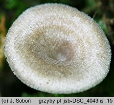 Entoloma undatum (dzwonkówka strefowana)