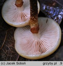 Kuehneromyces mutabilis (łuszczak zmienny)