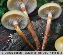 Kuehneromyces mutabilis (łuszczak zmienny)