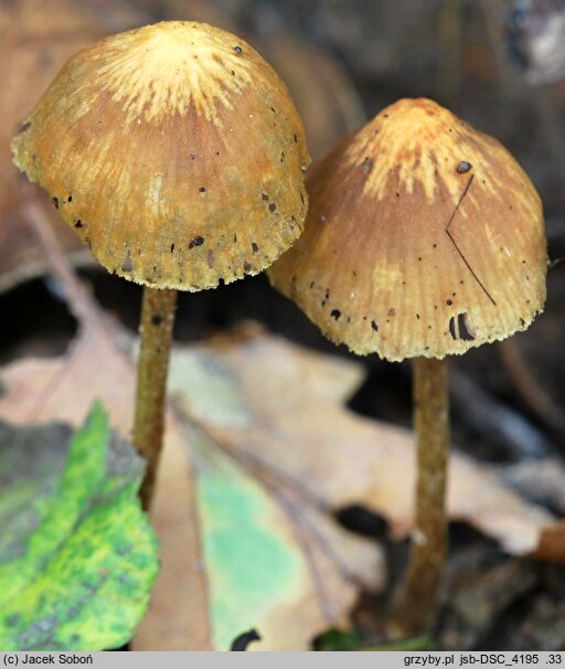 Hypholoma ericaeoides (maślanka żłobkowana)