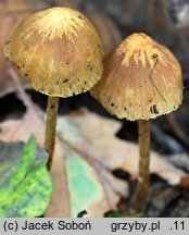 Hypholoma ericaeoides (maślanka żłobkowana)