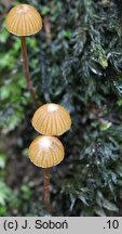 Galerina vittiformis (hełmówka rdzawa)