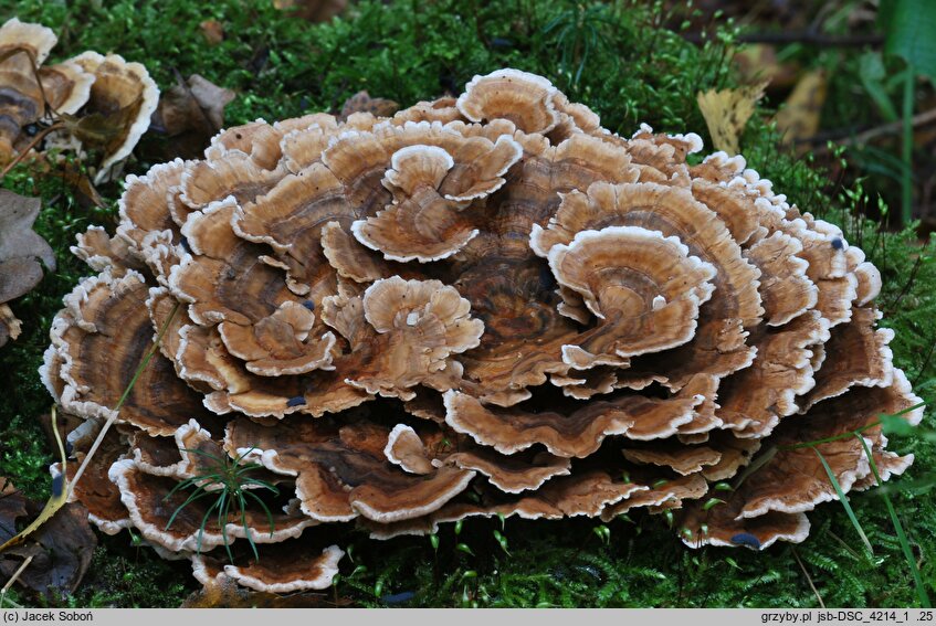 Trametes ochracea (wrośniak strefowany)