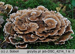 Trametes ochracea (wrośniak strefowany)