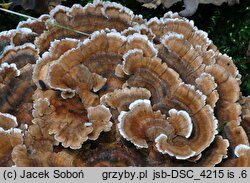 Trametes ochracea (wrośniak strefowany)