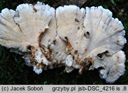 Trametes ochracea (wrośniak strefowany)