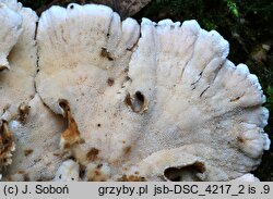 Trametes ochracea (wrośniak strefowany)