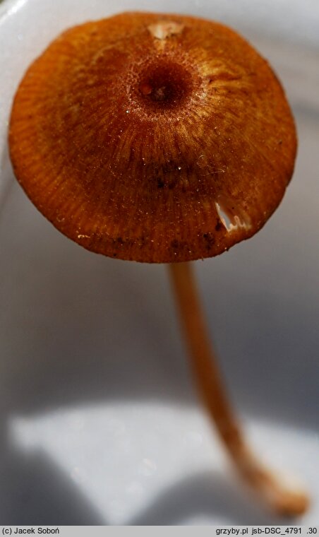 Entoloma xanthochroum (dzwonkówka żółtoochrowa)