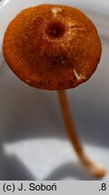 Entoloma xanthochroum (dzwonkówka żółtoochrowa)