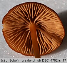 Entoloma xanthochroum (dzwonkówka żółtoochrowa)