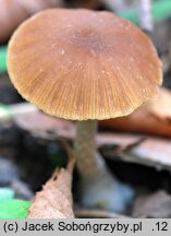 Psathyrella olympiana (kruchaweczka czerwonobrązowa)