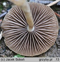 Psathyrella olympiana (kruchaweczka czerwonobrązowa)