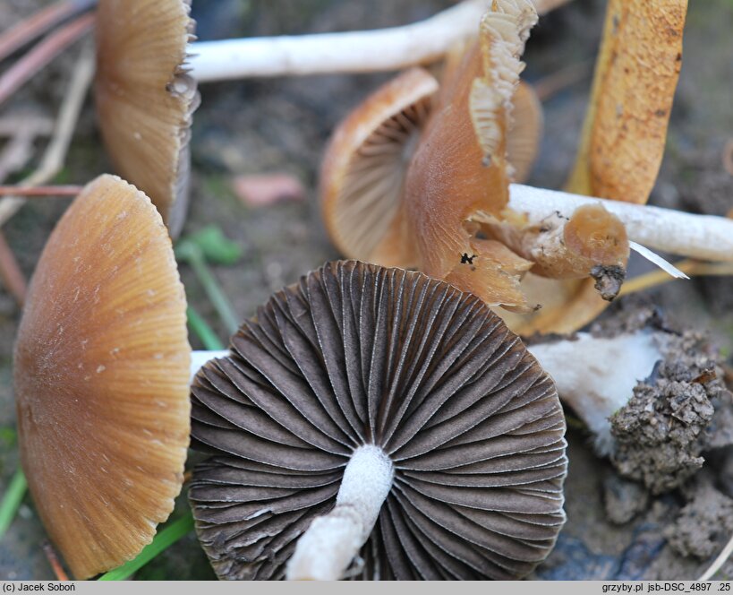 Psathyrella olympiana (kruchaweczka czerwonobrązowa)