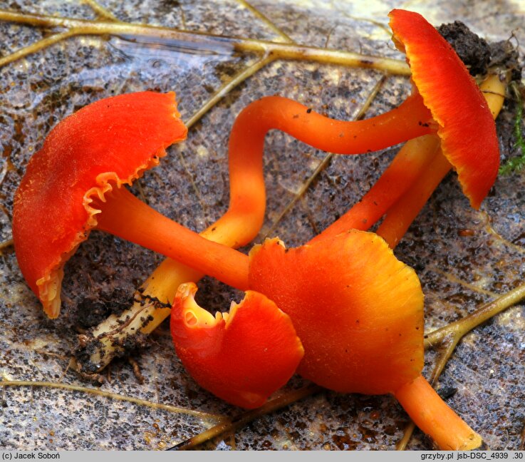 Hygrocybe miniata (wilgotnica purpurowa)