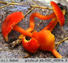 Hygrocybe miniata (wilgotnica purpurowa)