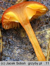 Hygrocybe miniata (wilgotnica purpurowa)