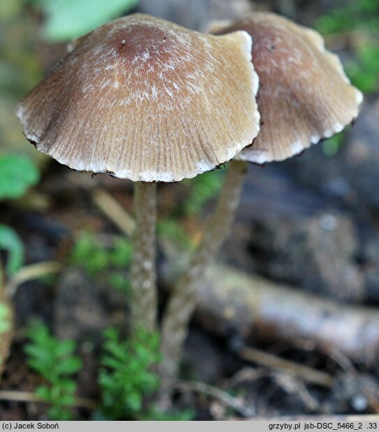 Psathyrella impexa (kruchaweczka różowawa)