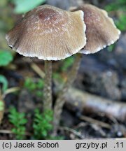 Psathyrella impexa (kruchaweczka różowawa)