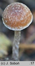 Psathyrella impexa (kruchaweczka różowawa)