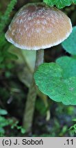 Psathyrella impexa (kruchaweczka różowawa)