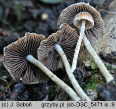 Psathyrella impexa (kruchaweczka różowawa)