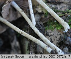 Psathyrella impexa (kruchaweczka różowawa)