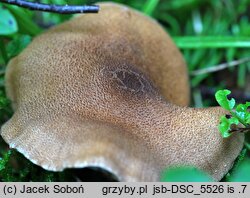 Cortinarius pholideus (zasłonak łuseczkowaty)