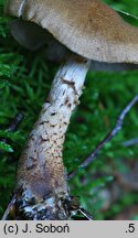 Cortinarius pholideus (zasłonak łuseczkowaty)