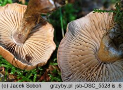 Cortinarius pholideus (zasłonak łuseczkowaty)