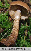 Cortinarius pholideus (zasłonak łuseczkowaty)