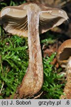 Cortinarius pholideus (zasłonak łuseczkowaty)