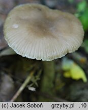 Entoloma inusitatum