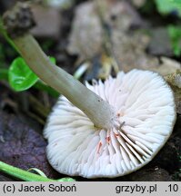 Entoloma inusitatum