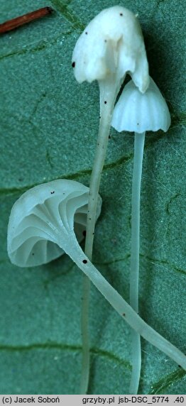 Hemimycena gracilis (białogrzybówka igłowa)