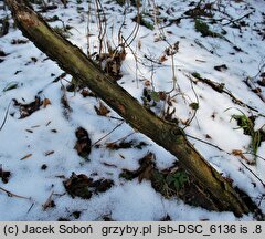 Ceriporia purpurea (woszczynka purpurowa)