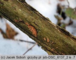 Ceriporia purpurea (woszczynka purpurowa)