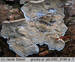 Skeletocutis carneogrisea (szkieletnica różowoszara)