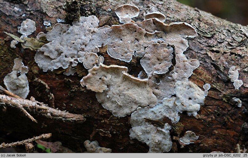 Skeletocutis carneogrisea (szkieletnica różowoszara)