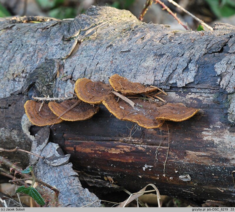 Gloeophyllum abietinum (niszczyca blaszkowata)