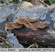 Gloeophyllum abietinum (niszczyca blaszkowata)